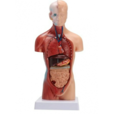 Medical Anatomy Models